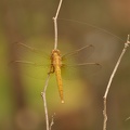 Kleiner Blaupfeil (Orthetrum coerulescens)